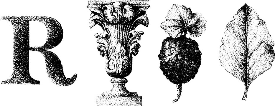 Victorian engraved monogram and ornamental flourishes with letter r and botanical elements for vintage design and decorative border use