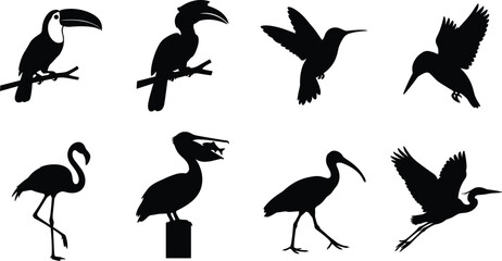 Bird Silhouette Vector Set with Toucan Hornbill Hummingbird Flamingo Pelican Ibis and Heron © MSTMEHEJABINBINDA