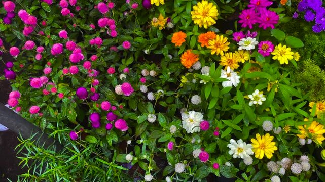 Vibrant garden bed filled with colorful blooming flowers including bright pink globe amaranth yellow zinnias orange marigolds and purple asters surrounded by green foliage in daylight