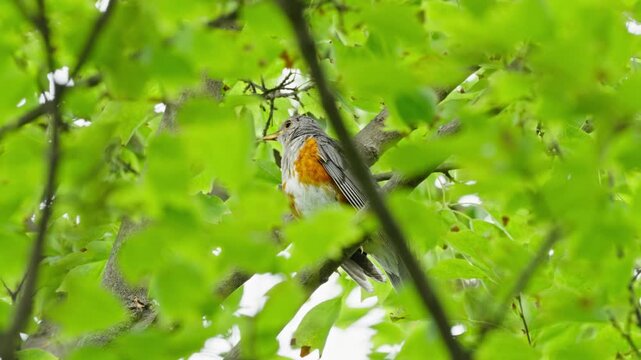 Grey-backed Thrush Bird Singing on Tree Branch Among Leaves