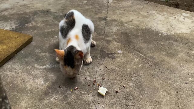 Stray calico cat eating leftover food crumbs on concrete path outdoors.