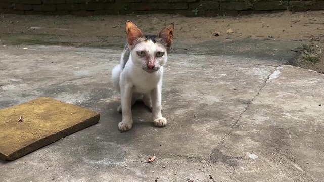 Stray calico cat with dirty ears sitting on a cracked concrete floor looking directly forward at the camera outdoors in daylight.