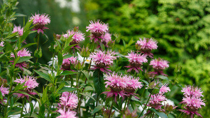 Obraz premium Monarda Beauty of Cobham is blooming in summer garden. Summer background. Natural wallpaper.
