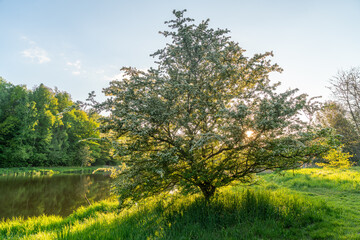 Fototapeta premium Blooming hawthorn tree beside a tranquil pond during golden hour in Dolina Sokołówki, Łódź, Poland