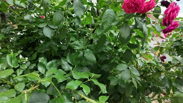 Vibrant pink roses bloom on lush green bushes in a garden setting