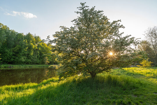 Blooming hawthorn tree beside a calm pond during golden hour in Dolina Sokoł&oacute;wki, Ł&oacute;dź, Poland