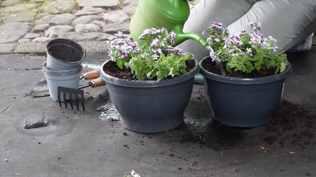 Woman gardener is using a green watering can to water two newly planted Nemesia flowers in a backyard garden, surrounded by gardening tools and empty plant pots placed on a protective mat