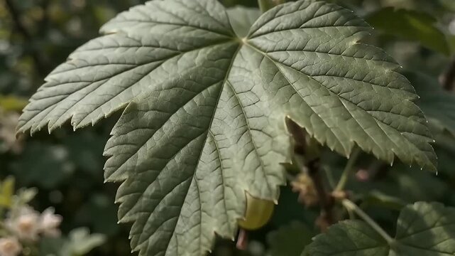 Close-Up of a Green Leaf and an Unripe Berry Growing on a Shrub in a Garden Environment