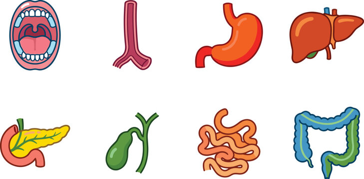 Human Digestive System Organs Cartoon Icon Set with Anatomy and Internal Body Parts
