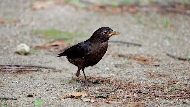 Slow Motion Common Blackbird Eating Ant and Hopping on Ground