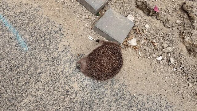 A dead hedgehog with sharp quills and furry underside is lying across a textured surface, attracting flies and a wasp. A small dead hedgehog lying a path strewn with sand, gravel, and paving stones, s