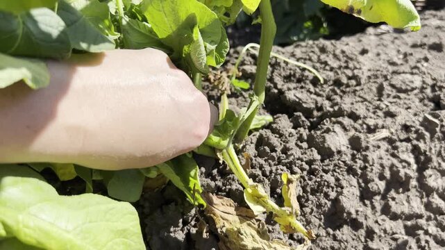 Harvesting Potato Bush by Hand from Dark Fertile Soil
Hands pulling fresh potato bush from dark fertile soil in field revealing yellow tubers with roots, traditional manual harvest and organic farming