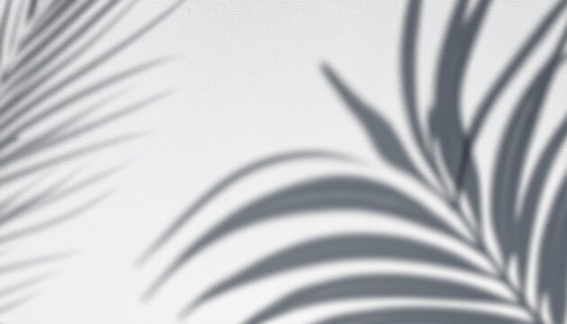 Shadow Overlay Effects Realistic Palm Leaf Shadow On Transparent Background Natural Shadow Of Tropical Palm Branch Mockup Of Shadow For Product Presentation Backdrop Summer Sunlight And Shadow Overla