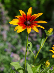 Obraz premium Rudbeckia hairy ( Latin- Rudbeckia hirta ) is a herbaceous plant, a species of the genus Rudbeckia of the family Asteraceae