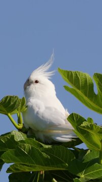 Cacat&uacute;a de cresta blanca posada sobre un &aacute;rbol