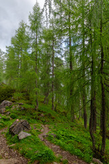 Obraz premium Narrow mountain path through a lush larch forest in Bavaria