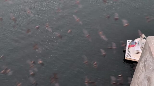 Bats in Austin