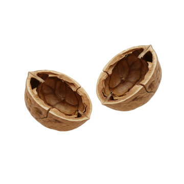 Two Halves of a Broken Walnut Shell