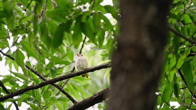 Juvenile Common Cuckoo Bird Sitting on Tree Branch Waiting