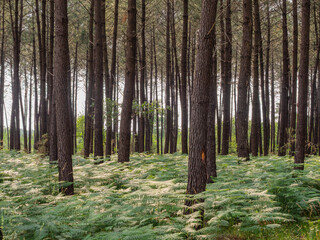 Pine forest with green fern ground cover.  Scenic view of dense pine tree trunks in a coniferous forest. The forest floor is completely covered with lush green fern plants illuminated by soft natural  © Roman