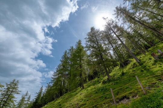 Sunlit larch forest on a steep alpine slope near Hintersee