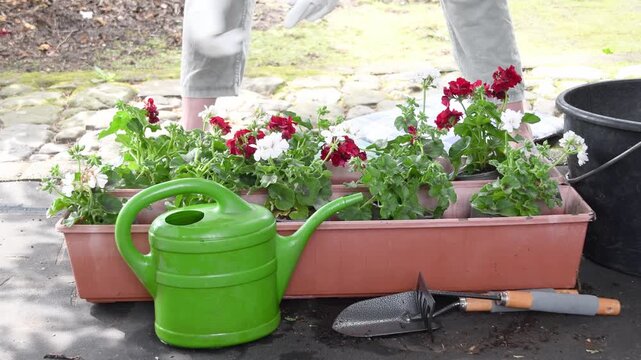 Gardener's hands in white gloves carefully arranging red and white geranium plants in a long brown planter box, preparing for a beautiful balcony or terrace garden during a sunny day
