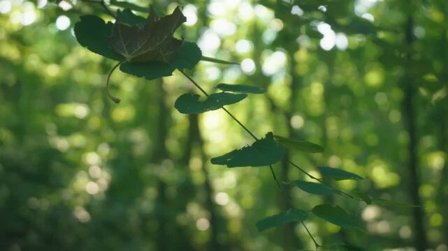 Sunlight filtering through the trees in a summer forest