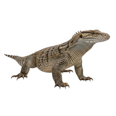 Fototapeta premium A detailed illustration of a monitor lizard standing on a plain white background.