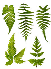 Collection of five different fresh green fern leaves (Polypodiopsida) arranged neatly, isolated on a white background. Botanical varieties pack. © upen