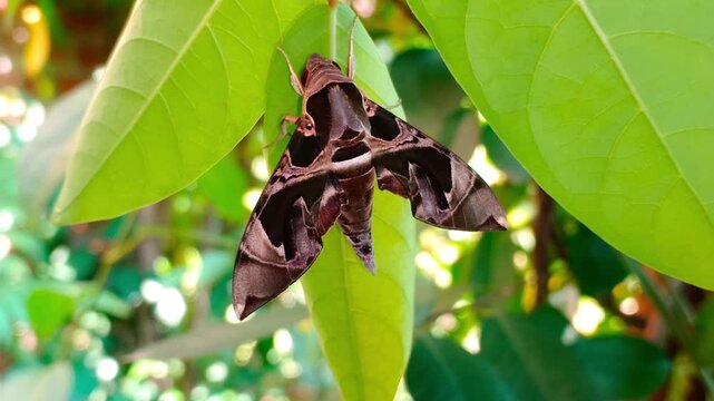 Close-up of a Jade Hawkmoth perched on a green leaf in a backyard garden. The Lepidoptera species, scientifically named Daphnis hypothous, belongs to the Sphingidae family.