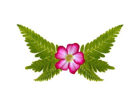 Creative design of butterfly wings made from green fern leaves (Polypodiopsida) with a pink adenium flower (Adenium obesum) center, isolated on white.