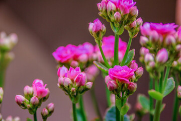 Obraz premium Macro close-up view of beautiful pink kalanchoe flowers blooming with copy space.