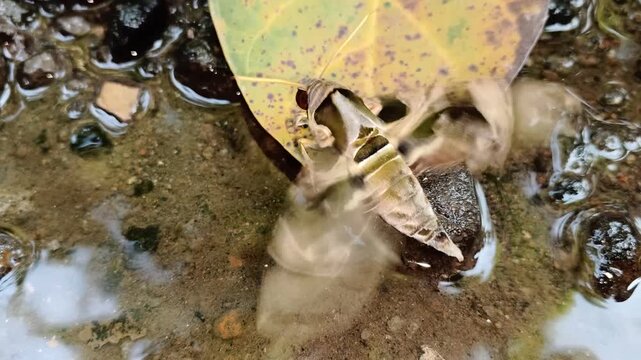 Close-up of a Jade Hawkmoth vibrating its wings as a warm-up before flight. The Lepidoptera species, scientifically named Daphnis hypothous, belongs to the Sphingidae family.