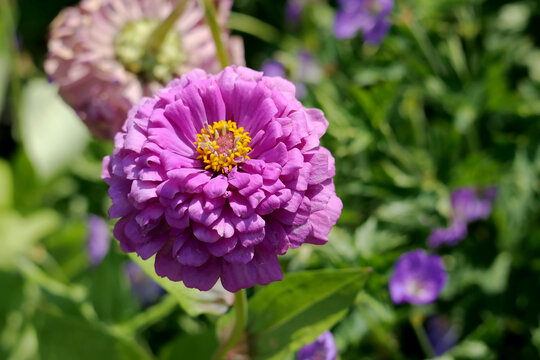 Single purple zinnia flower with yellow center blooming in bright summer sunlight, close-up garden portrait with green foliage, soft bokeh and copy space, no people