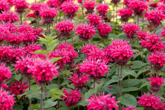 Dense bed of vivid magenta bee balm flowers with a bumblebee pollinating among green leaves, full-frame summer garden scene with layered blooms, natural texture and selective focus