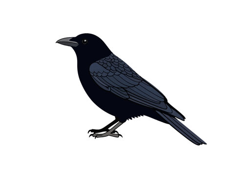 Vector illustration of a black common raven or crow in side profile isolated on a white background, featuring detailed blue-grey wing feathers and sharp black beak and claws.