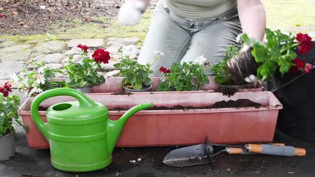 Gardener's hands carefully planting red and white geranium flowers into a long planter box, using gardening tools and soil for a beautiful balcony or backyard container garden