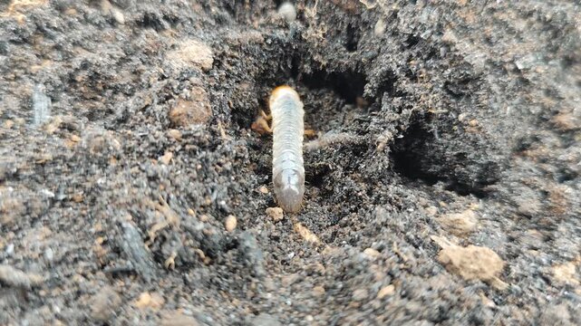 The ureth or embug (Lepidiota stigma) is creeping and making a tunnel. Embugs are multi-eating insects that attack roots. This insect lives in the soil.