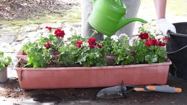 Woman transplanting multi-colored geraniums into a window box, the gardener carefully selects, places and waters the seedlings from a green watering can,