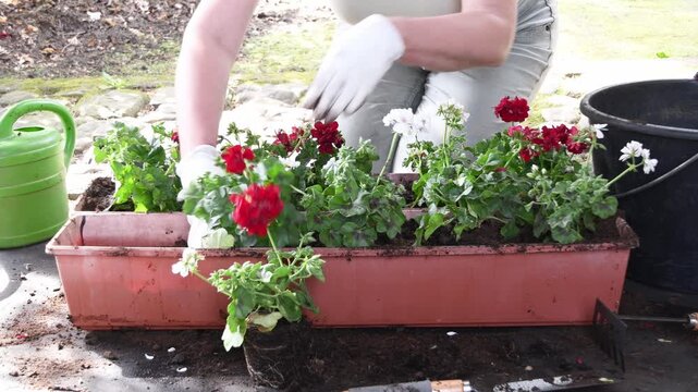 Young woman wearing gloves carefully planting beautiful blooming red and white geranium flowers in a long planter box, creating a vibrant container garden arrangement for a balcony or terrace