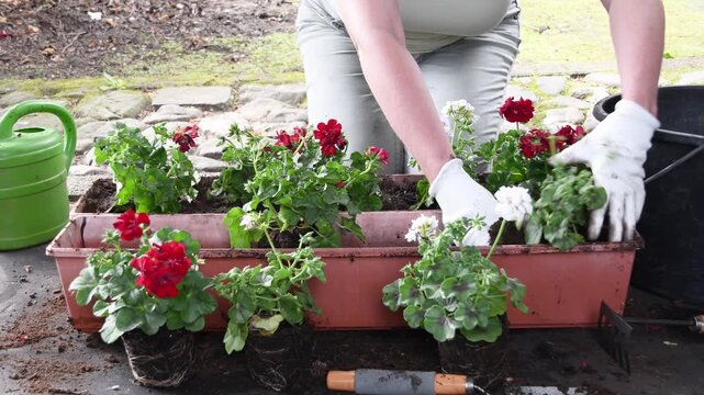 Female gardener wearing gloves carefully planting beautiful red and white geranium flowers into a long planter box, creating a lovely arrangement for a balcony or garden decoration