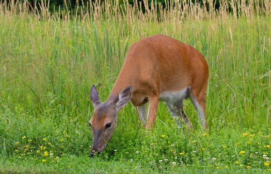 White-tailed deer female munching on grass. Great Swamp National Wildlife Refuge. New Jersey, USA.