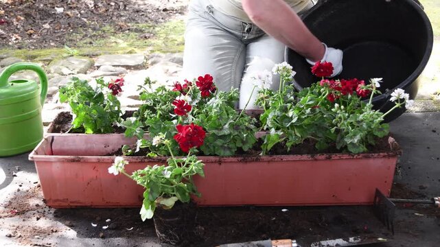Close up of a gardener's hands in white gloves planting red and white geraniums in a long balcony box, adding fresh potting soil from a bucket for seasonal floral decoration