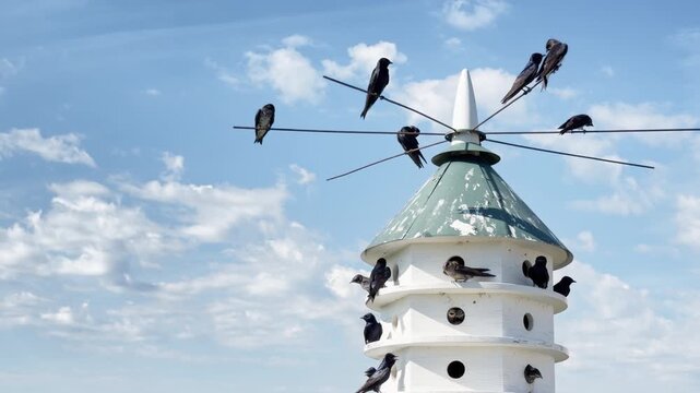 Purple Martins tend and feed nestlings
