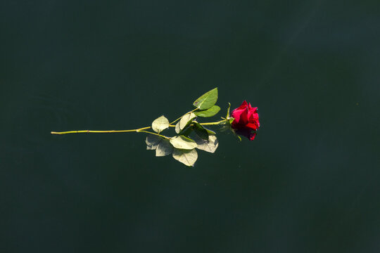 Red rose floating on water, funeral at sea, memorial and remembrance concept