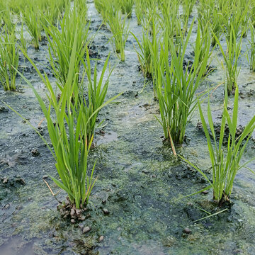 Green rice seedlings in agricultural field with water and mud