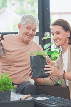 A mature couple share a relaxing gardening hobby at a table full of green plants, a cosy lifestyle moment of love and belonging, showing the joy of spending time together at home.
