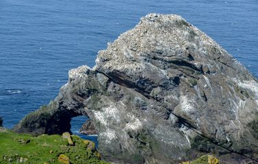 Fou de Bassan, © JAG IMAGES