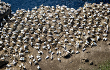 Fou de Bassan, © JAG IMAGES