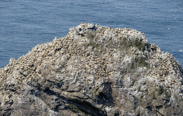 Fou de Bassan, © JAG IMAGES